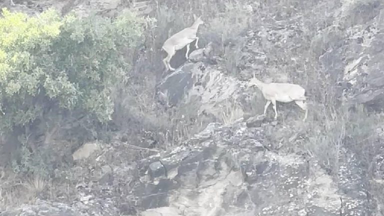 Sarp kayalıkların uzman tırmanıcıları